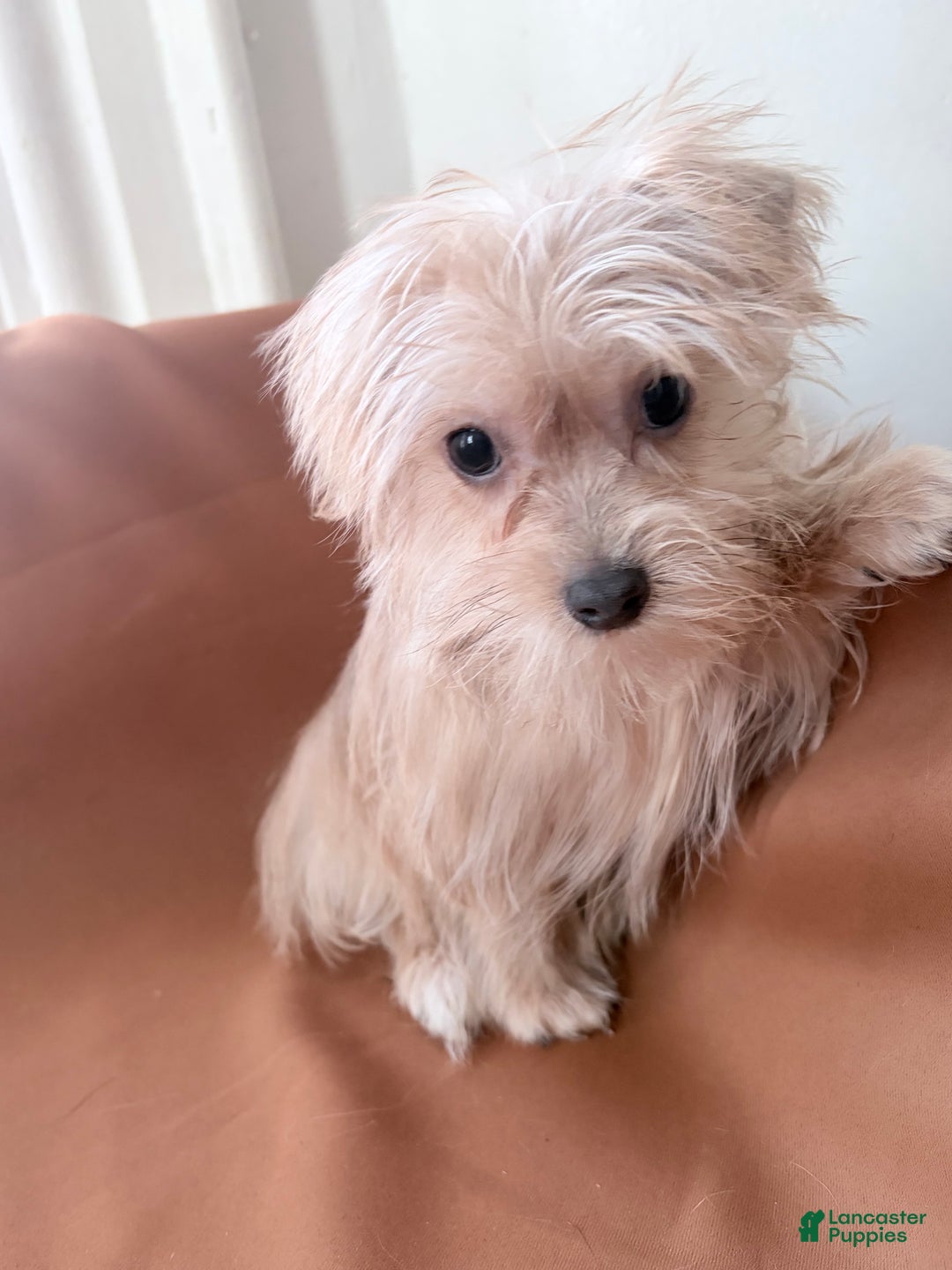 Morkie dogs for sale: Bruno - Ad 2