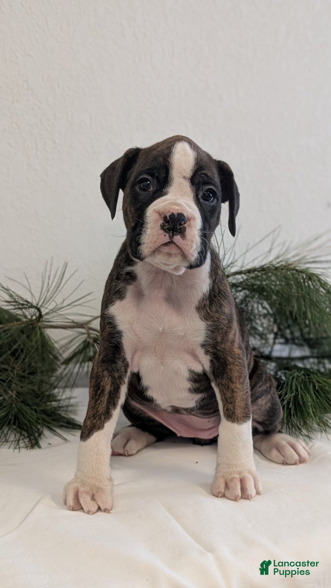 Boxer dogs for sale: Fifi - Ad 4