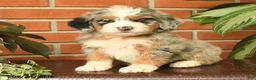Bernedoodle dogs for sale: Jasmine - Ad 4