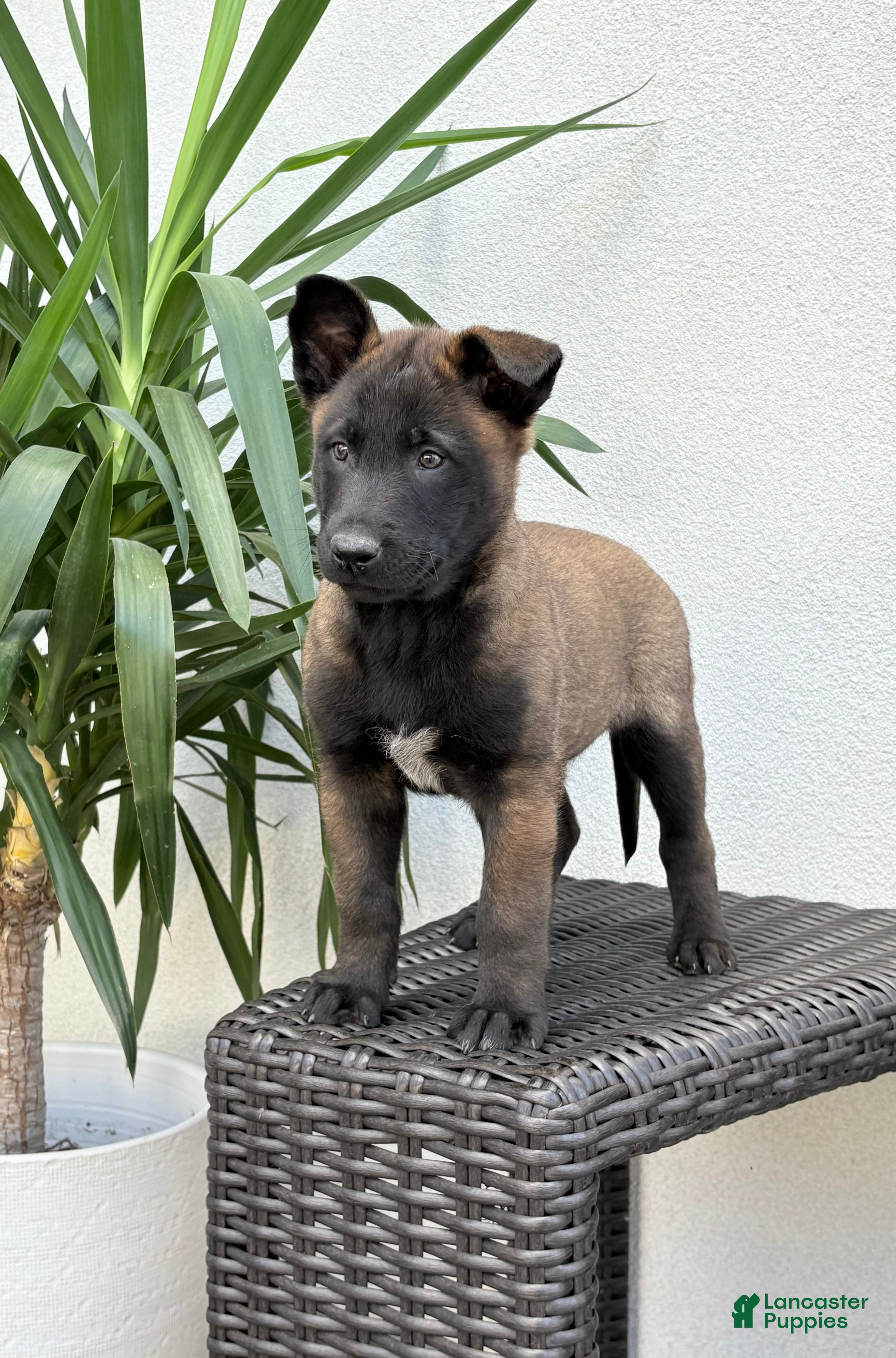 Belgian Malinois dogs Belgian Malinois Puppy (Maverick) - Ad 1