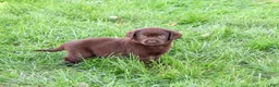 Labrador Retriever dogs for sale: Marie - Ad 5