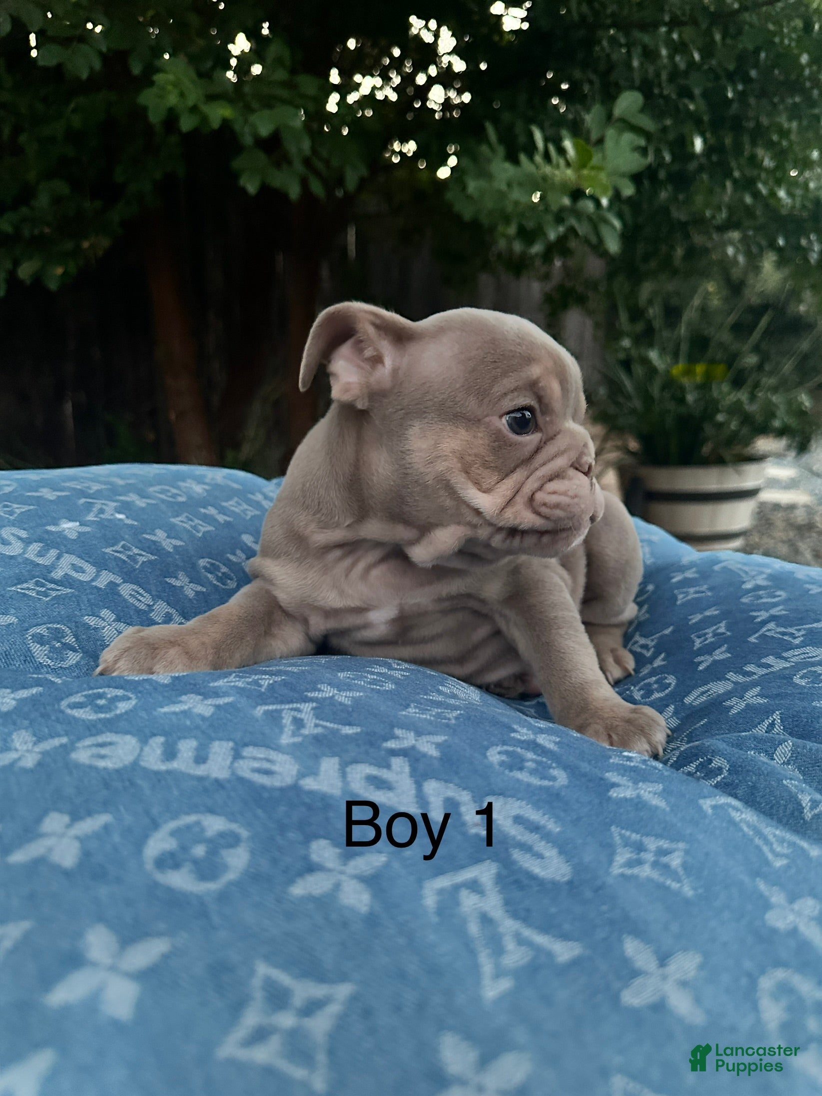 English Bulldog dogs for sale: English Bulldog 3 - Ad 4