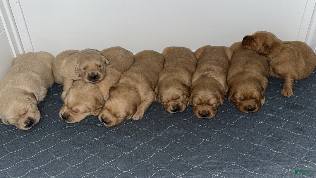 Golden Retriever dogs for sale: Golden Retriever Dark Pink Girl - Ad 33