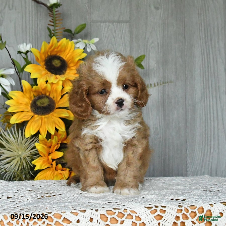 Cavapoo dogs Niko - Ad 2