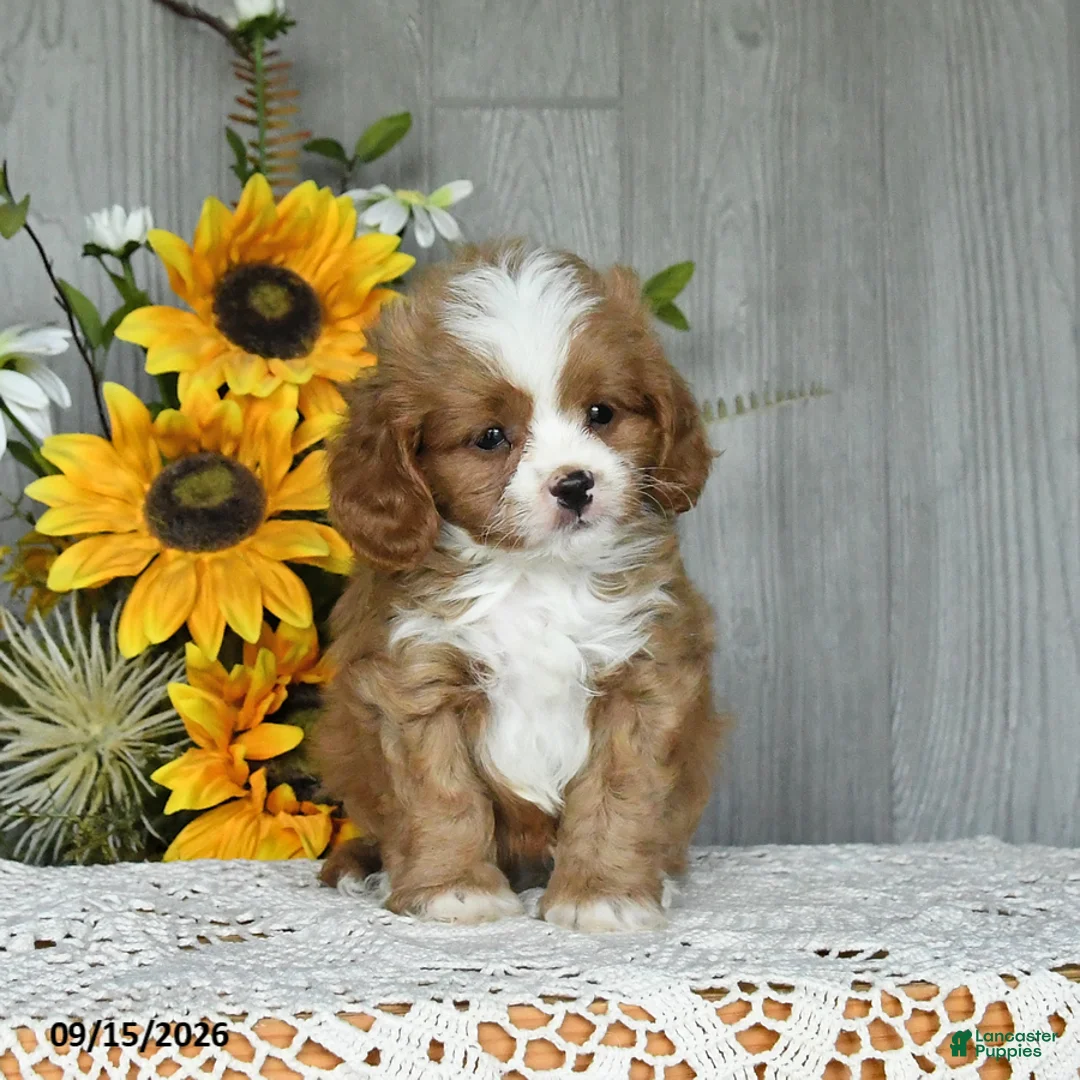 Cavapoo dogs for sale: Niko - Ad 2