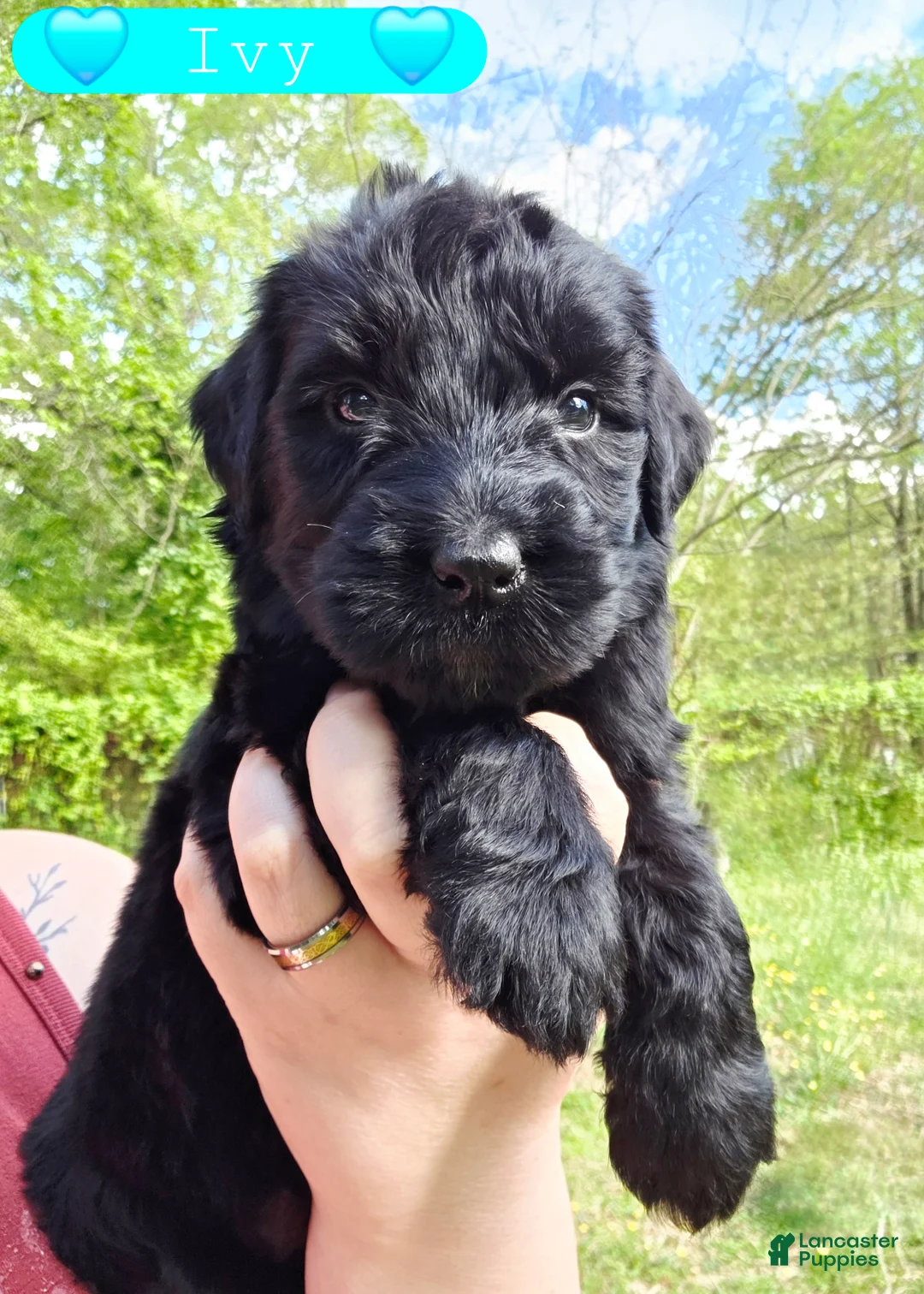 Giant Schnauzer dogs for sale: Giant Schnauzer Ivy - Ad 1