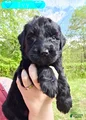 Giant Schnauzer Ivy