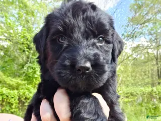 Giant Schnauzer dogs Giant Schnauzer Ivy - Ad 1