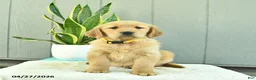 Golden Retriever dogs for sale: Honey   - Ad 3