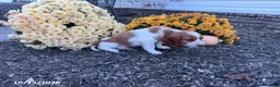 Welsh Springer Spaniel dogs for sale: Lassie - Ad 13