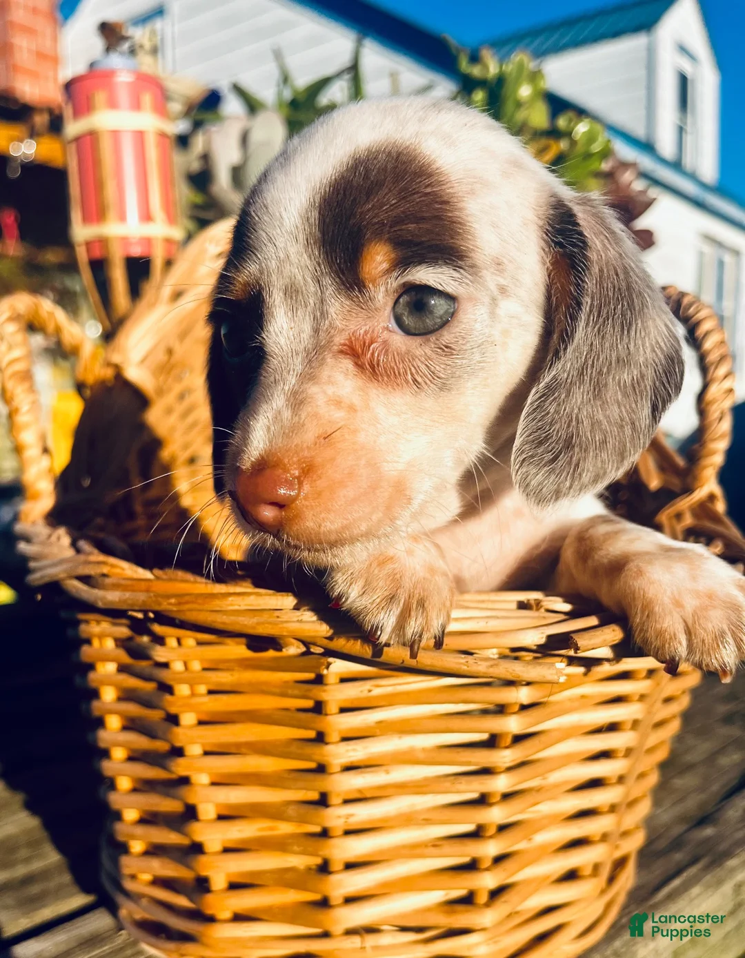 Miniature Dachshund dogs for sale: Miniature Dachshund 1 - Ad 2