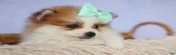 Pomeranian dogs for sale: Frankie 🐶 - Ad 10