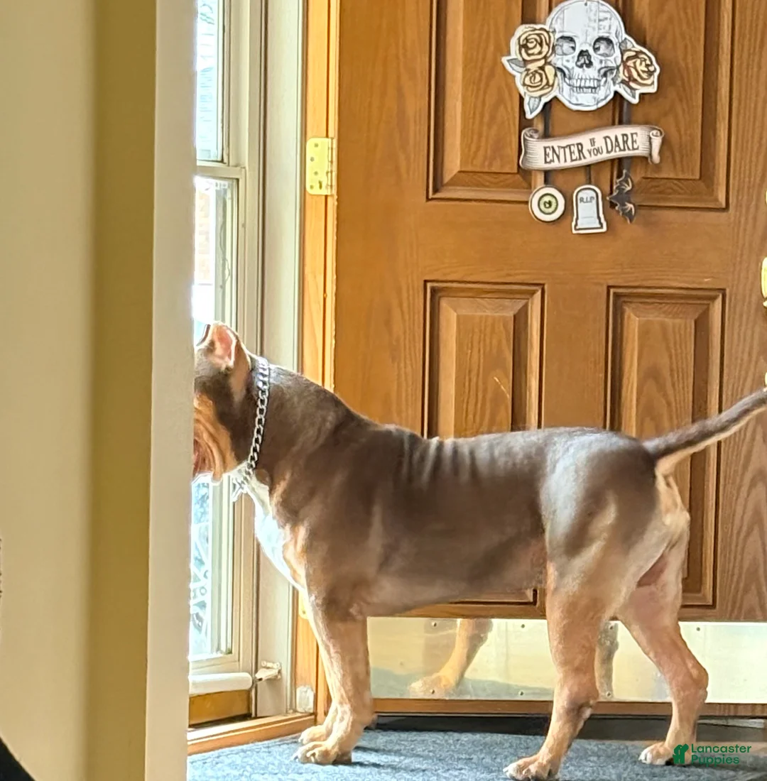 American Bully dogs for sale: American Bully Puppy 1 - Ad 6