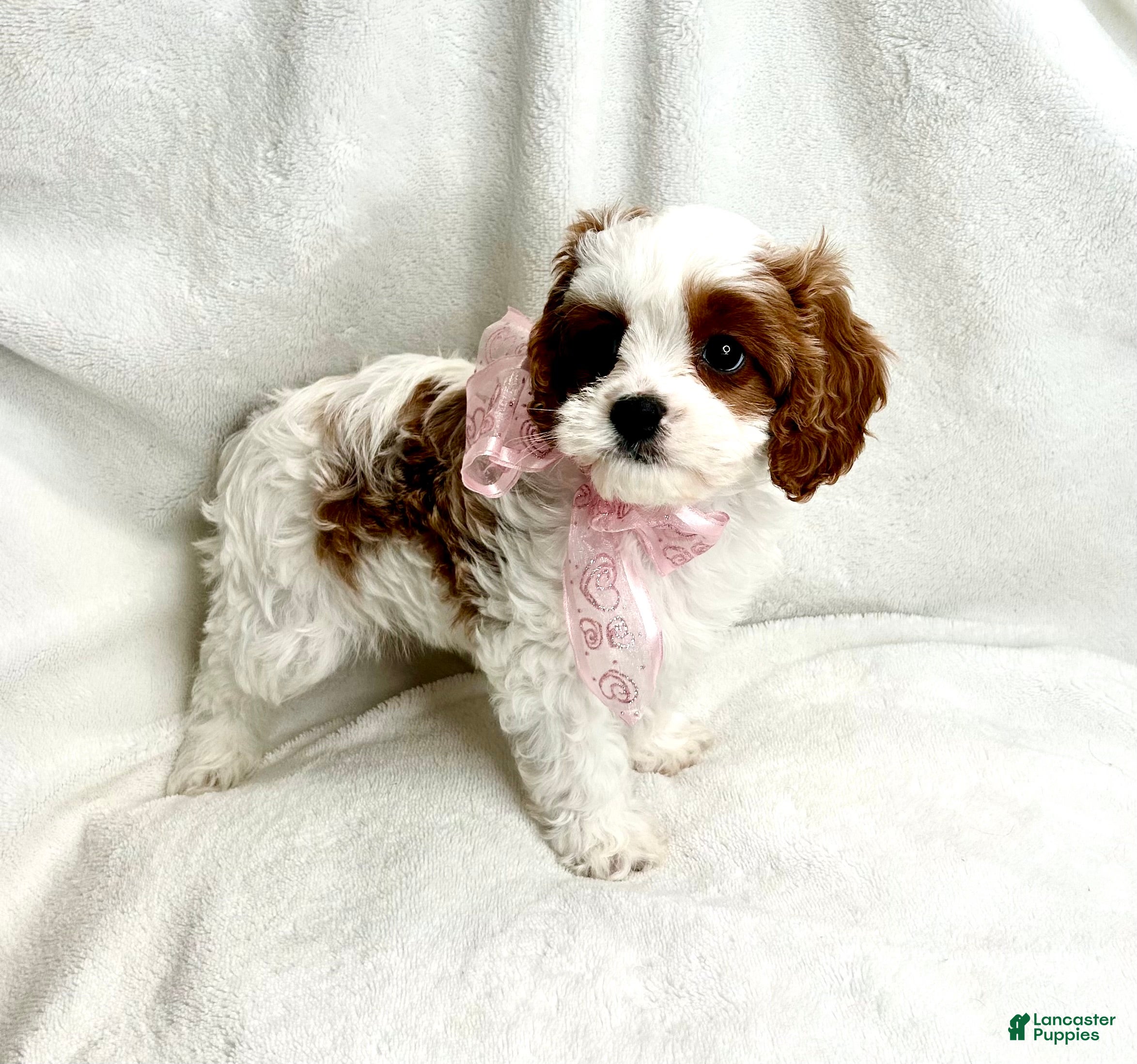 Cavapoo dogs Phoebe 💗  - Ad 1
