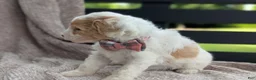 Mini Goldendoodle dogs for sale: Princess - Ad 5