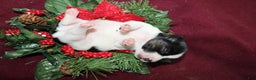 Jack Russell Terrier dogs for sale: Twizzlers - Ad 3