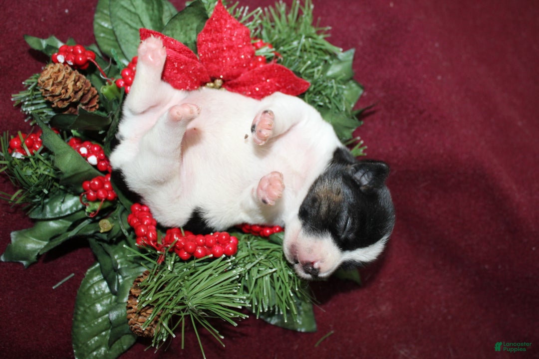 Jack Russell Terrier dogs for sale: Twizzlers - Ad 3