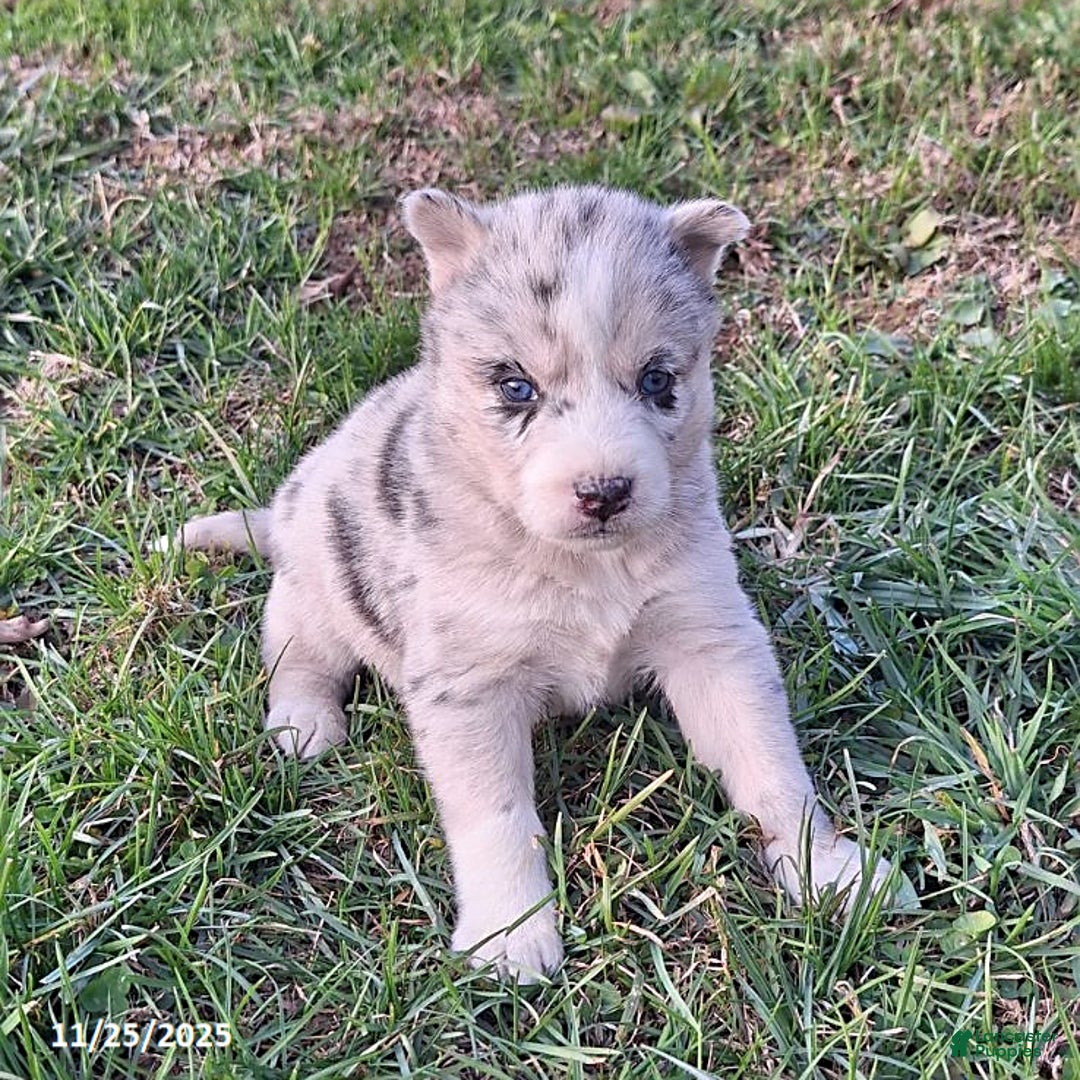 Gerberian Shepsky dogs for sale: Luna  - Ad 3