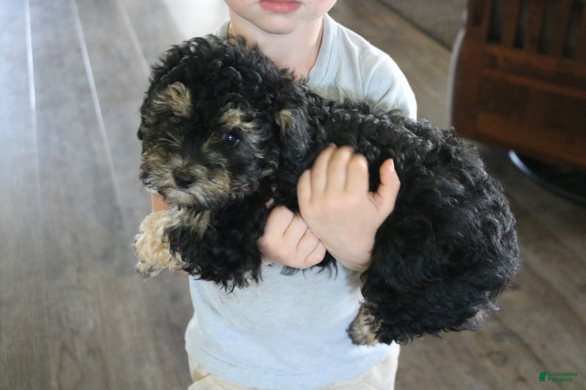 Toy Poodle dogs Silver - Ad 2