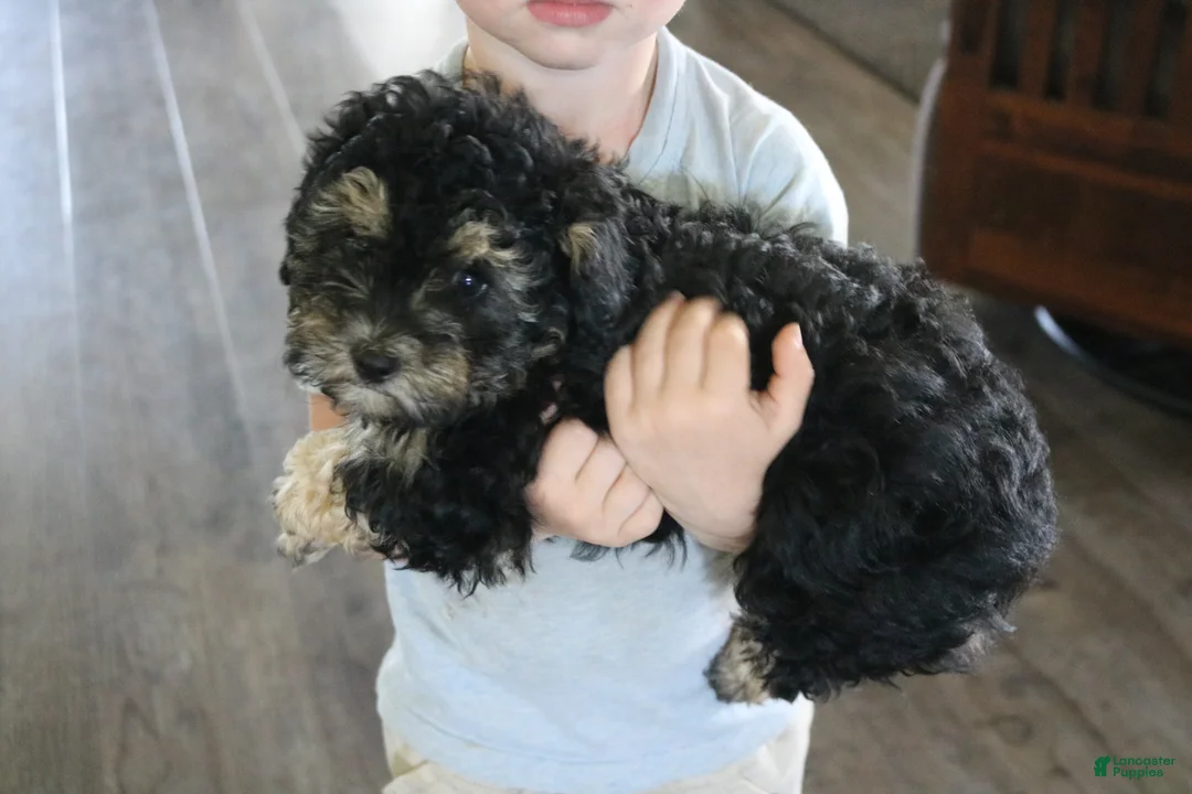 Toy Poodle dogs for sale: Silver - Ad 2