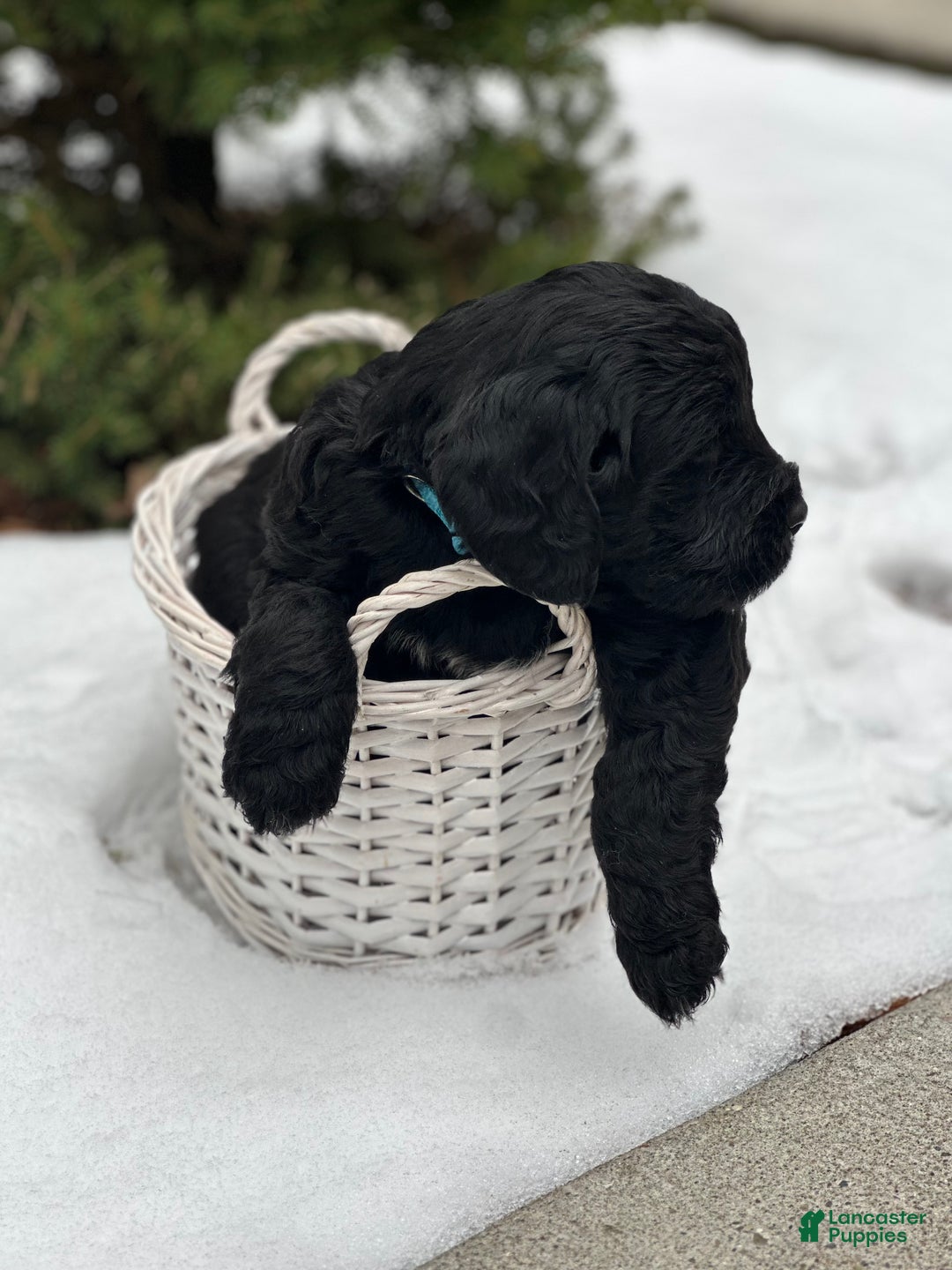 Mixed Breed dogs for sale: Dasher (Golden Mountain Doodle) - Ad 2