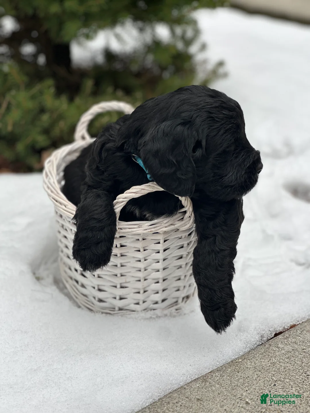 Mixed Breed dogs for sale: Dasher (Golden Mountain Doodle) - Ad 2