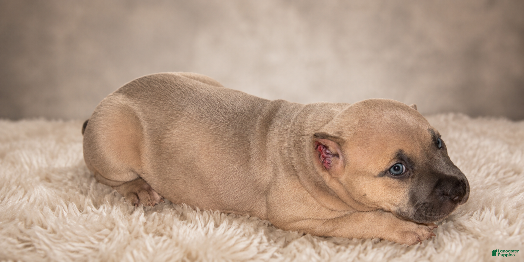 American Bully dogs Brownie - Ad 2