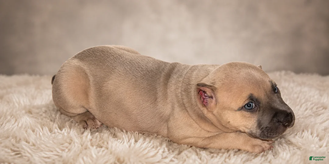 American Bully dogs for sale: Brownie - Ad 2