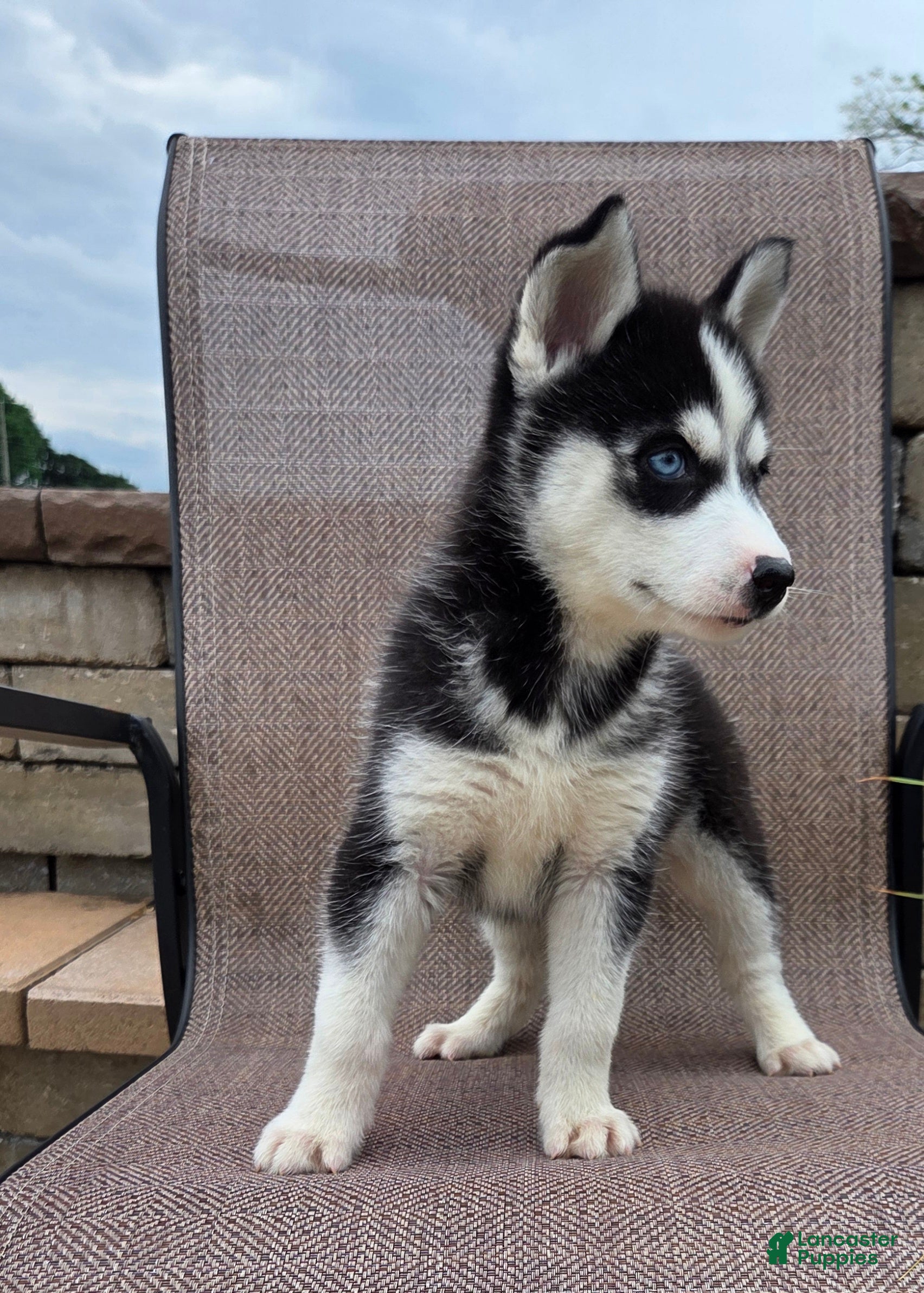 Siberian Husky dogs Ella - Ad 1