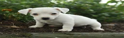 Jack Russell Terrier dogs for sale: Glenda - Ad 3