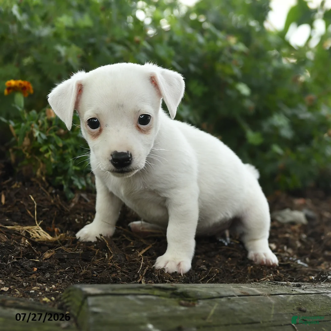 Jack Russell Terrier dogs for sale: Glenda - Ad 3