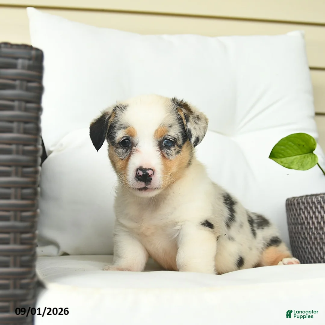 Welsh Corgi Pembroke dogs for sale: Beauty  - Ad 1