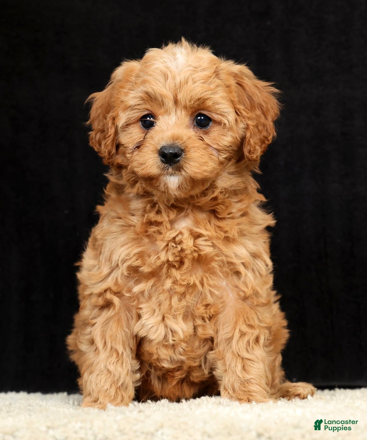 Cavapoo dogs Sally - Ad 1