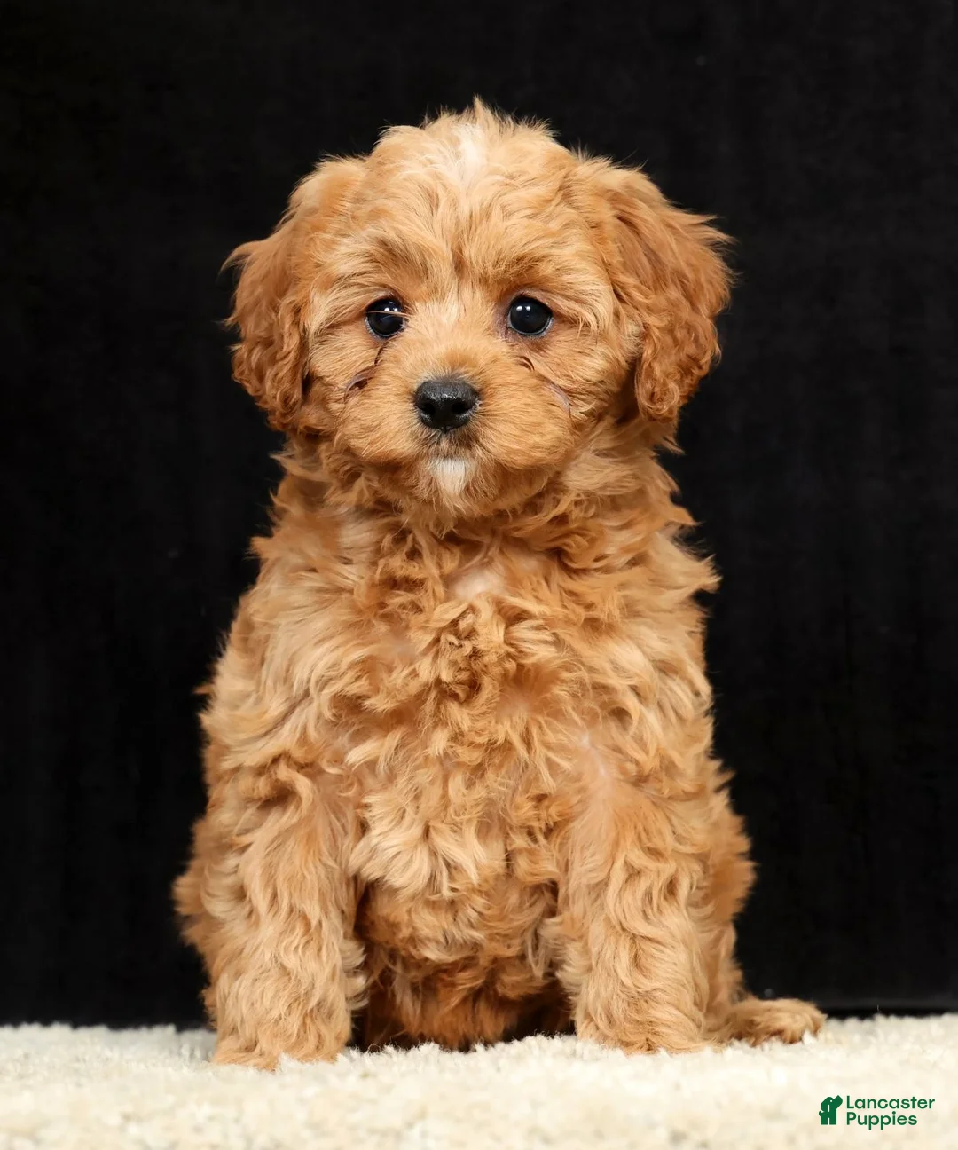 Cavapoo dogs for sale: Sally - Ad 1