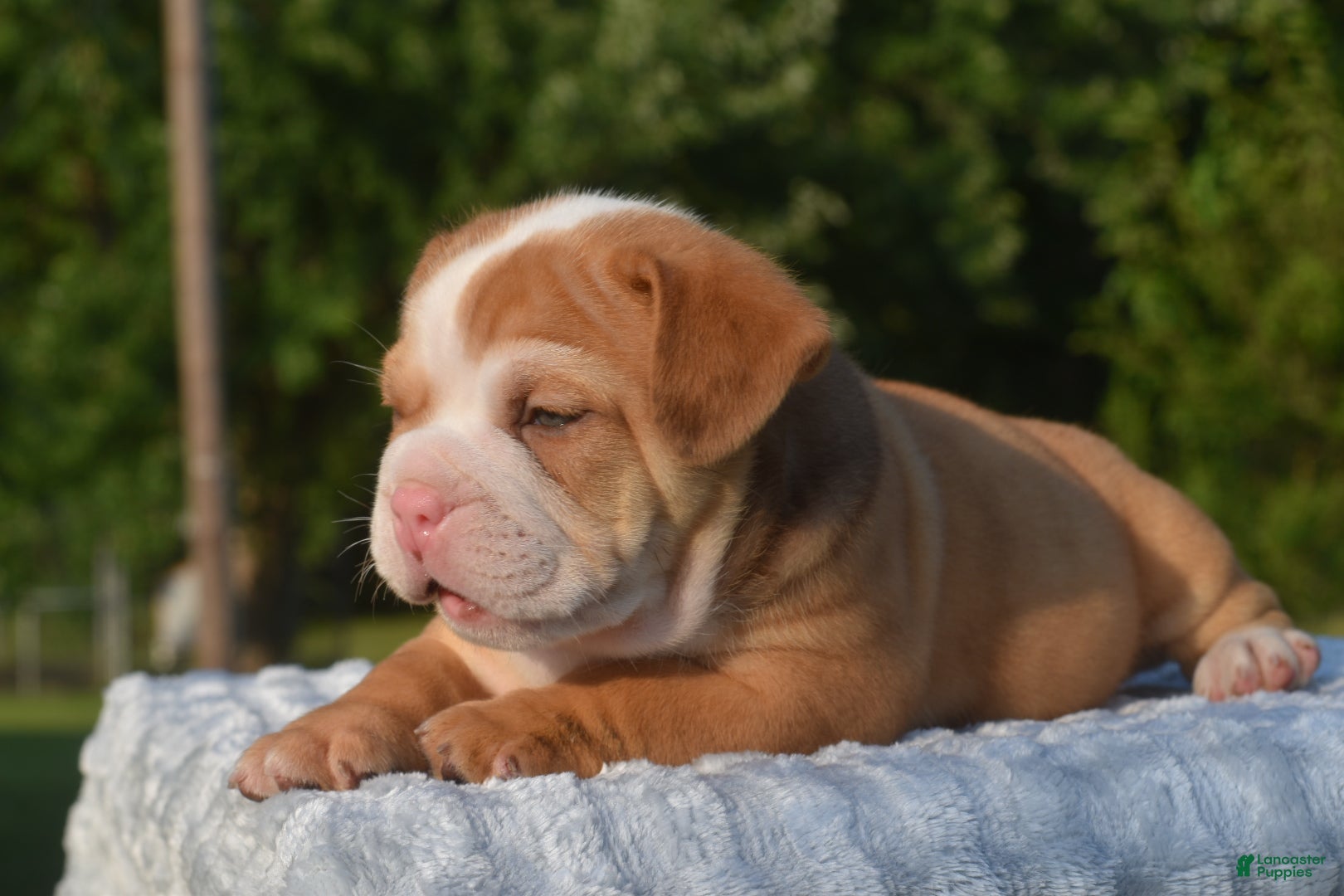 Mixed Breed dogs Bruno mini hybrid bulldog  - Ad 1