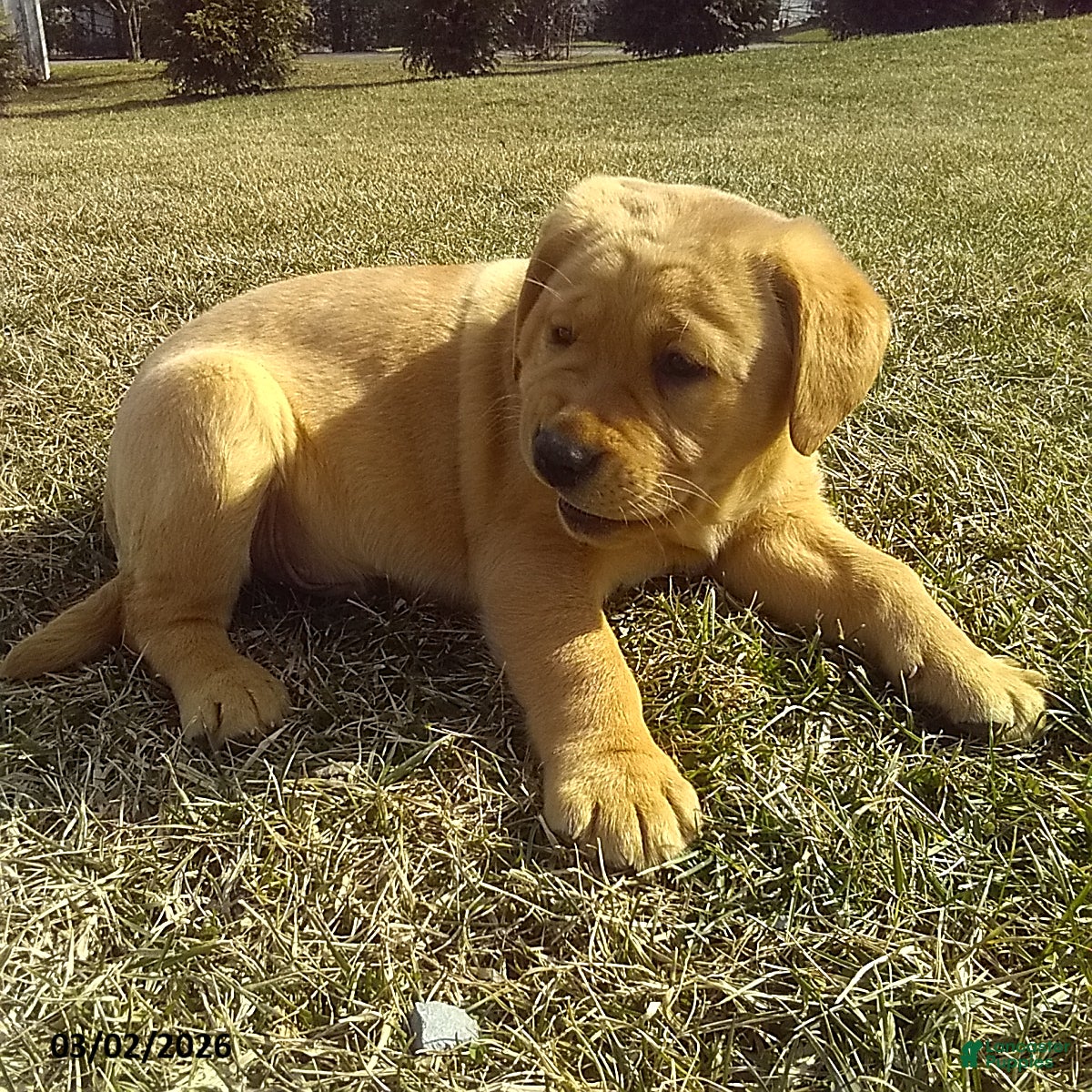 Labrador Retriever dogs Sparky - Ad 1