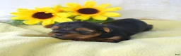 Yorkshire Terrier dogs for sale: Woody - Ad 2