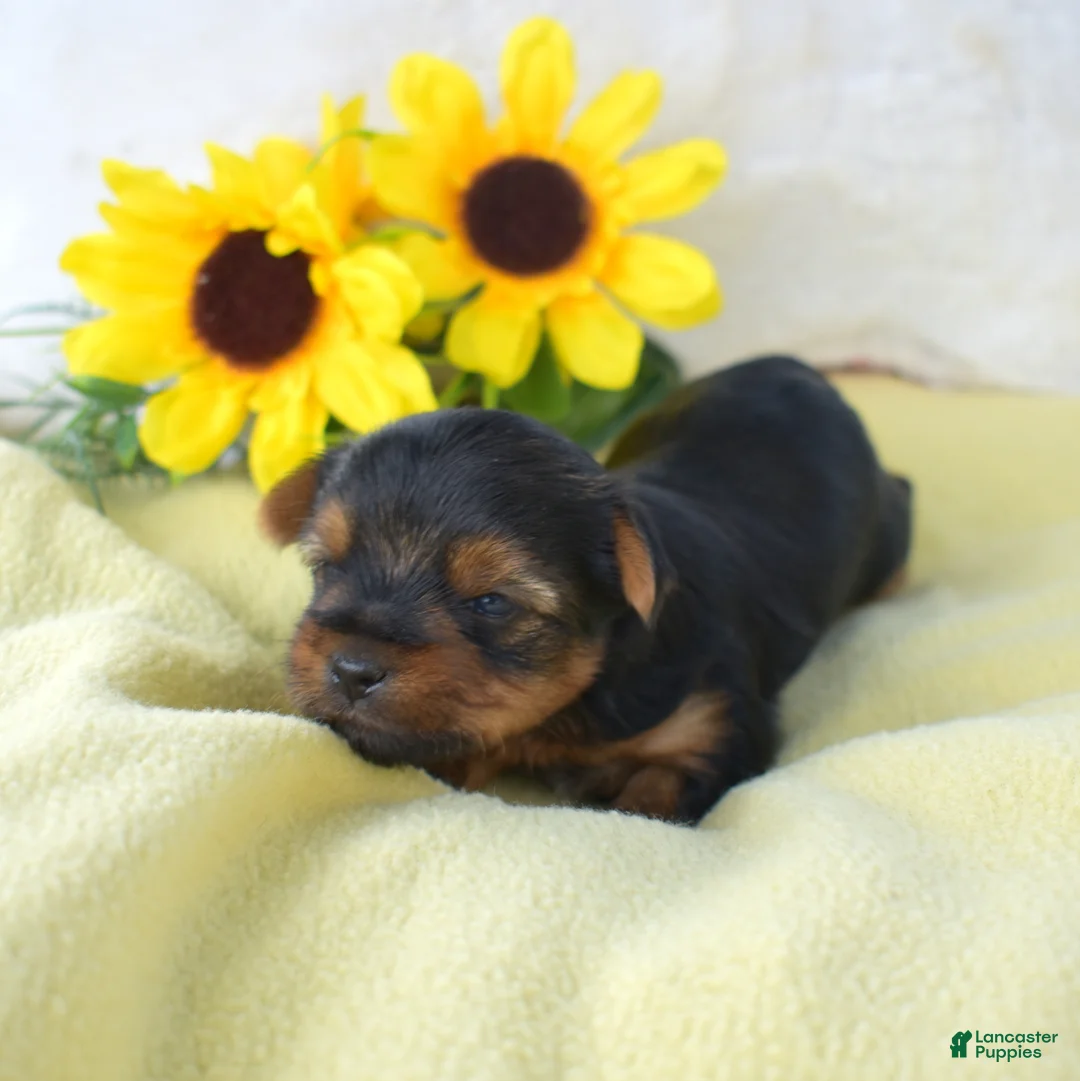Yorkshire Terrier dogs for sale: Woody - Ad 2