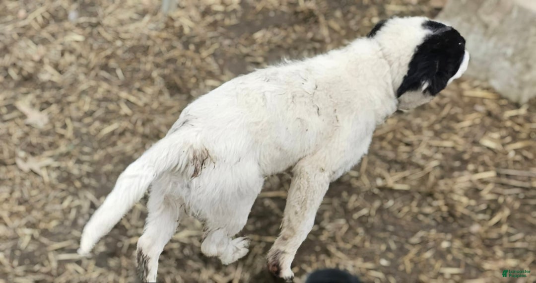 Border Collie dogs for sale: Divvy - Ad 12