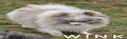 Pomeranian dogs for sale: Wink - Lavender Merle Parti - Blue Eye - Ad 4