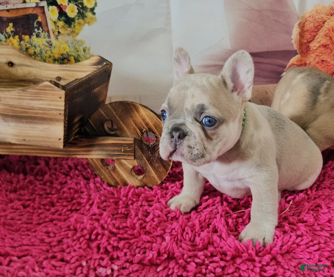 French Bulldog dogs for sale: French Bulldog Puppy 1 - Ad 1
