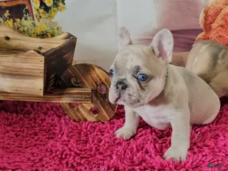 French Bulldog dogs French Bulldog Puppy 1 - Ad 24
