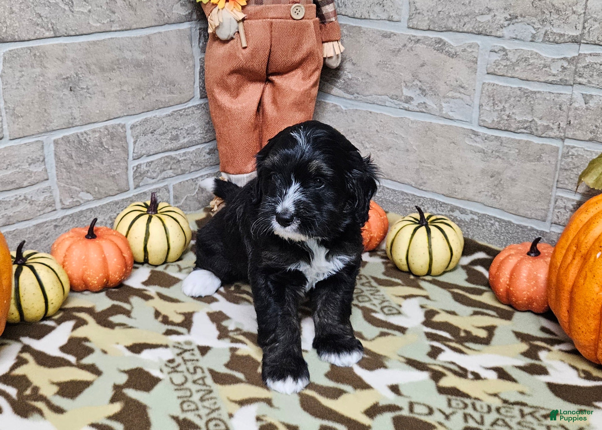 Mini Bernedoodle dogs for sale: F1b Porter - Ad 7