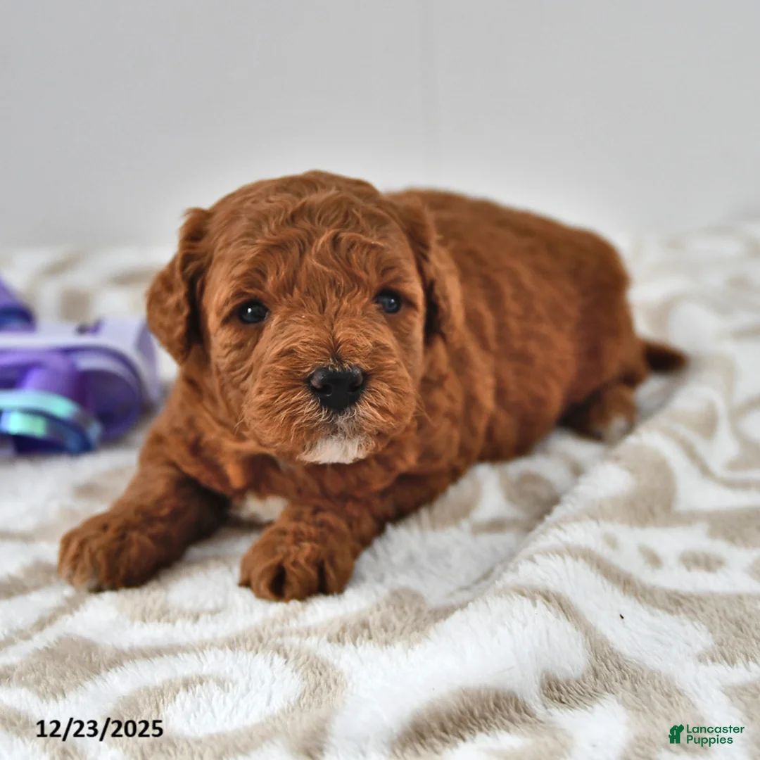 Mini Goldendoodle dogs for sale: Cupcake - Ad 12