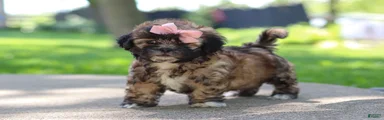 Fiona