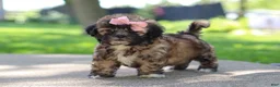 Shih Tzu dogs for sale: Fiona - Ad 1