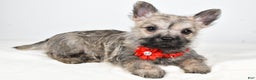 Cairn Terrier dogs for sale: Tammy - Ad 1