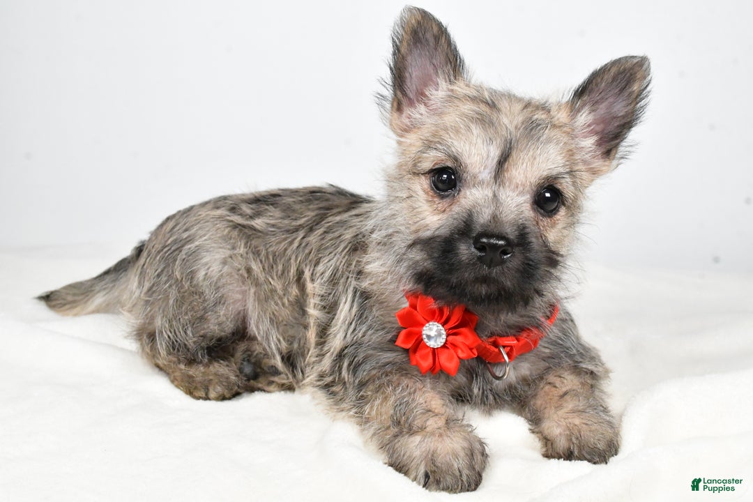 Cairn Terrier dogs for sale: Tammy - Ad 1