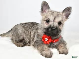 Cairn Terrier dogs Tammy - Ad 3