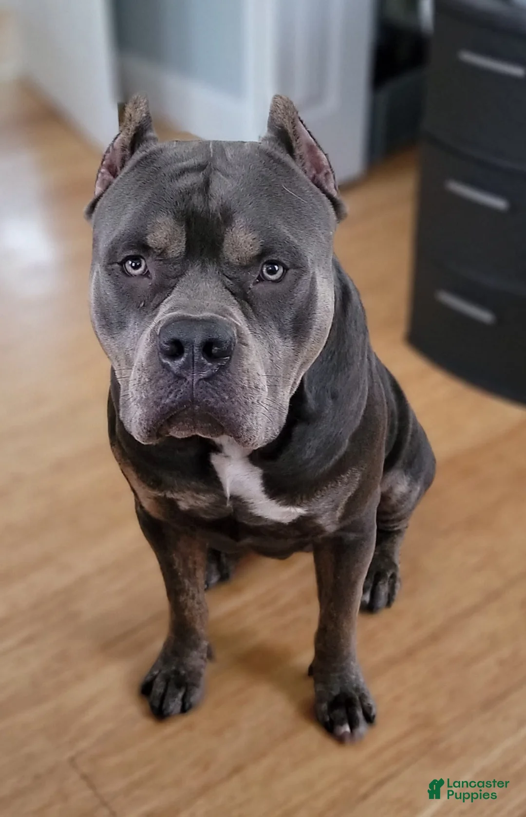 Gallery Image {{count}}